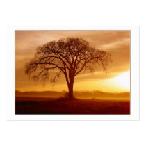 Morning Glow profile cards