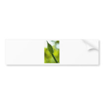 Morning Green Bumper Sticker