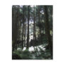 Morning in the Forest Post Card