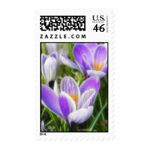 Morning Light On The Crocuses Stamp