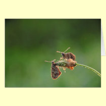 Morning Love cards by Rainmountain Morning Love cards