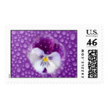 Morning Mist and Pansy Postage Stamp