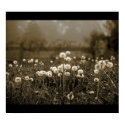 Morning Mist Dandelions poster posters by Snappler73 Morning Mist Dandelions poster posters