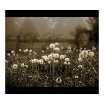 Morning Mist Dandelions poster posters by Snappler73 Morning Mist Dandelions poster posters