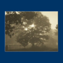 Morning Mist postcards