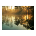 Morning Mist posters