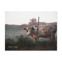 "Morning Moo" Postcards