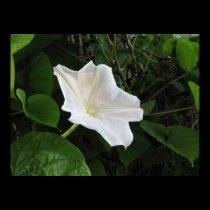 Morning Moonflower posters