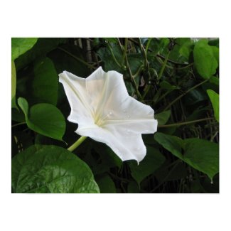 Morning Moonflower print