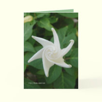 Morning of the Moonflower cards