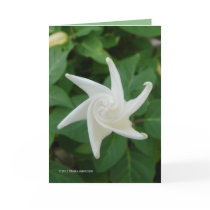 Morning of the Moonflower Cards