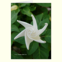 Morning of the Moonflower cards