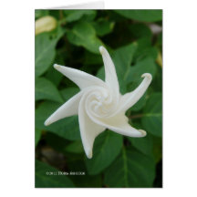 Morning of the Moonflower Cards