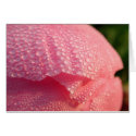 Morning Peony cards by chesterperson Morning Peony cards
