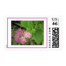 Morning Pink postage by meia7214N Morning Pink postage