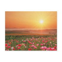 Morgen Poppies postkarten by StationaryStation Morgen Poppies postkarten