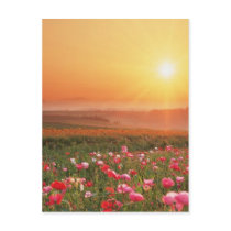 Morgen Poppies postkarten by StationaryStation Morgen Poppies postkarten