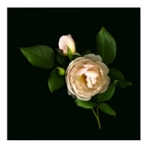 Morning-Rose-Buds Poster posters by DJHinVA Morning-Rose-Buds Poster posters