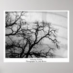 Morning Shadow Poster