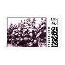 Morning Snowscape, Conifer, CO Stamps