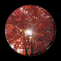 Morning Sun in Tree magnets