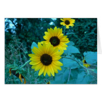 Morning Sunflowers cards