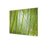 Morning sunlight filtering through bamboo stretched canvas prints