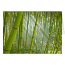 Morning sunlight filtering through bamboo card