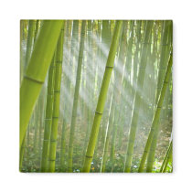 Morning sunlight filtering through bamboo magnets