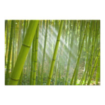 Morning sunlight filtering through bamboo