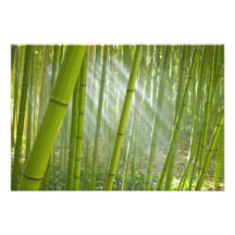 Morning sunlight filtering through bamboo photograph