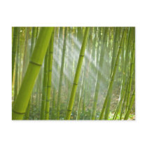 Morning sunlight filtering through bamboo postcard