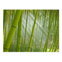 Morning sunlight filtering through bamboo postcard
