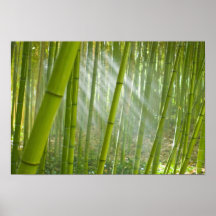 Morning sunlight filtering through bamboo posters