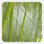 Morning sunlight filtering through bamboo square stickers
