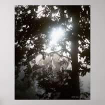 Morning sunlight through foliage of jungle print