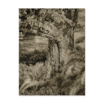 Morning Textures postcards by jim270 Morning Textures postcards