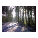 Morning Walk in the winter sun posters