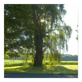 Morning Willow - Start the Day off Bright print