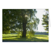 Morning Willow - Start the Day off Bright Sunlight cards