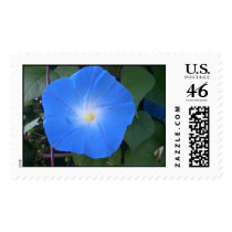 MorningGlory-Original postage by jwcarnal MorningGlory-Original postage