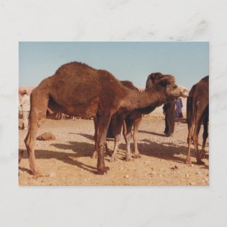 Moroccan Camel Postcard postcard
