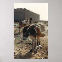 Moroccan Mule Poster