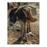 Morocco Mule Postcard