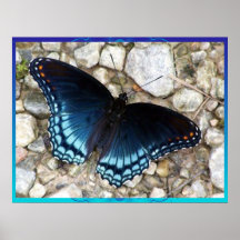 Morphing Butterfly Poster