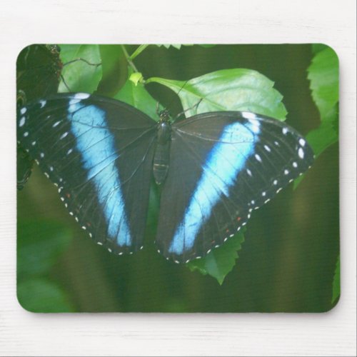 Morpho Butterfly mousepad
