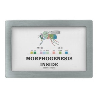 Morphogenesis Inside Drosophila Fruit Fly Genes Belt Buckle