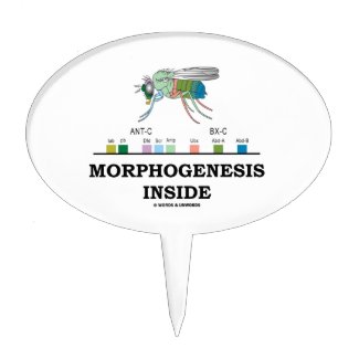 Morphogenesis Inside Drosophila Fruit Fly Genes Cake Topper