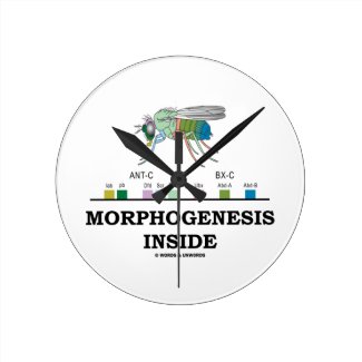 Morphogenesis Inside Drosophila Fruit Fly Genes Wallclock