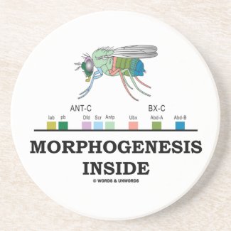 Morphogenesis Inside Drosophila Fruit Fly Genes Beverage Coaster